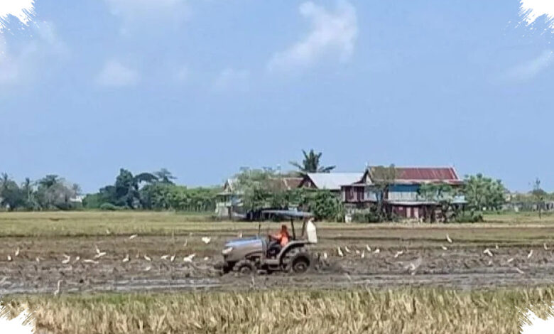 Debit Air Menurun, Sidrap Kerahkan Mobil Tangki agar Sawah Padi Tak Gagal Panen