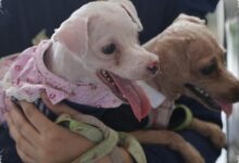 4 Perubahan di Telapak Kaki Anjing yang Tak Boleh Diabaikan Pemilik