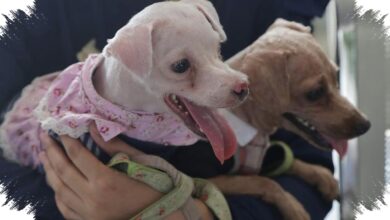 4 Perubahan di Telapak Kaki Anjing yang Tak Boleh Diabaikan Pemilik