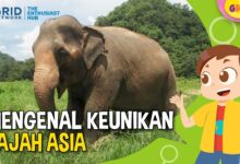 Telinga Gajah Bisa Ditutup untuk Memperkuat Sinyal Getaran dari Dalam Tanah