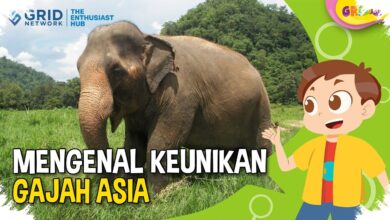 Telinga Gajah Bisa Ditutup untuk Memperkuat Sinyal Getaran dari Dalam Tanah