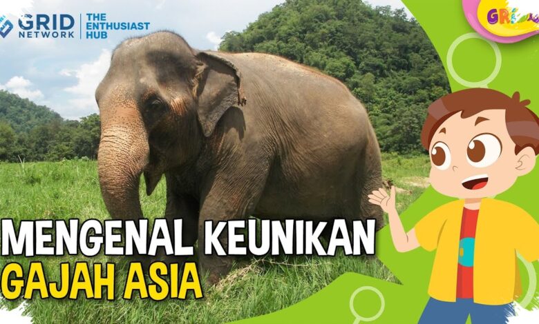 Telinga Gajah Bisa Ditutup untuk Memperkuat Sinyal Getaran dari Dalam Tanah