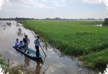 Banjir Musiman Menyimpan Cadangan Air, BRIN Soroti Peran Penting Lahan Basah
