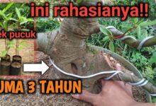 Batang Bonsai Elm Bisa Membesar Sejak Bibit, Kuncinya Bukan Sekadar Memangkas