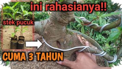 Batang Bonsai Elm Bisa Membesar Sejak Bibit, Kuncinya Bukan Sekadar Memangkas