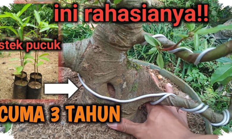 Batang Bonsai Elm Bisa Membesar Sejak Bibit, Kuncinya Bukan Sekadar Memangkas