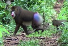 Likweli di Kongo Bukan Sekadar Monyet Baru, Garis Keturunannya Terpisah 5 Juta Tahun