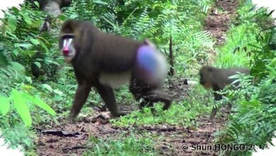 Likweli di Kongo Bukan Sekadar Monyet Baru, Garis Keturunannya Terpisah 5 Juta Tahun