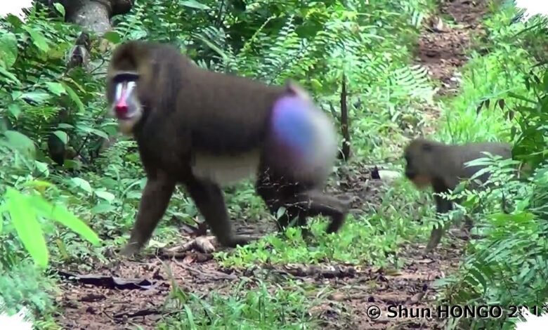 Likweli di Kongo Bukan Sekadar Monyet Baru, Garis Keturunannya Terpisah 5 Juta Tahun