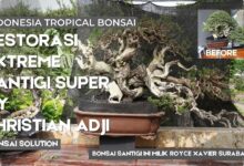 Santigi 50 Cm Ditawar Rp1,5 Miliar, Batang Tua dan Akar Jadi Penentu