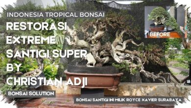 Santigi 50 Cm Ditawar Rp1,5 Miliar, Batang Tua dan Akar Jadi Penentu