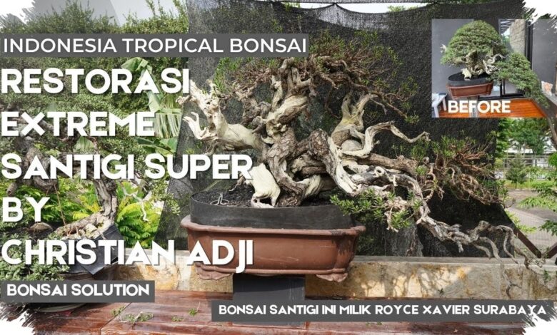 Santigi 50 Cm Ditawar Rp1,5 Miliar, Batang Tua dan Akar Jadi Penentu