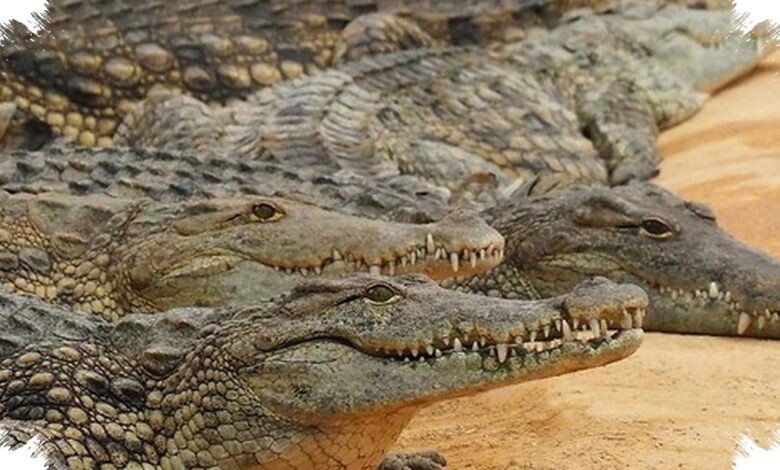 Status Buaya Nil Diubah, Rencana Parit Penjara Ketziot Kembali Mengemuka