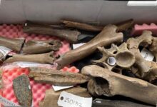 Teori Maggot Tumbang, Daging Mamut Kembali Menguat dalam Misteri Neanderthal