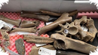 Teori Maggot Tumbang, Daging Mamut Kembali Menguat dalam Misteri Neanderthal