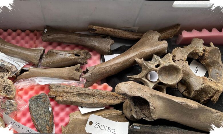 Teori Maggot Tumbang, Daging Mamut Kembali Menguat dalam Misteri Neanderthal