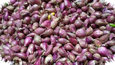 Bawang Putih Tembus Rp45.000 saat Harga Cabai dan Bawang Merah Mulai Turun