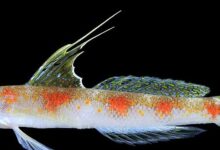 Bukan Ikan Jepang, Gobi Udang Baru Banyuwangi Terpisah oleh DNA dan Ciri Tegas