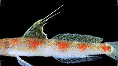Bukan Ikan Jepang, Gobi Udang Baru Banyuwangi Terpisah oleh DNA dan Ciri Tegas