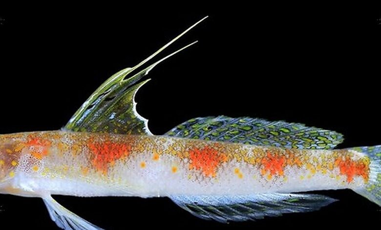 Bukan Ikan Jepang, Gobi Udang Baru Banyuwangi Terpisah oleh DNA dan Ciri Tegas
