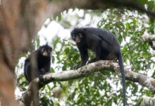 Monyet Likweli Hanya Menempati 1.700 Km², Suaranya Mirip Dengkur Babi