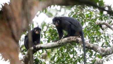 Monyet Likweli Hanya Menempati 1.700 Km², Suaranya Mirip Dengkur Babi