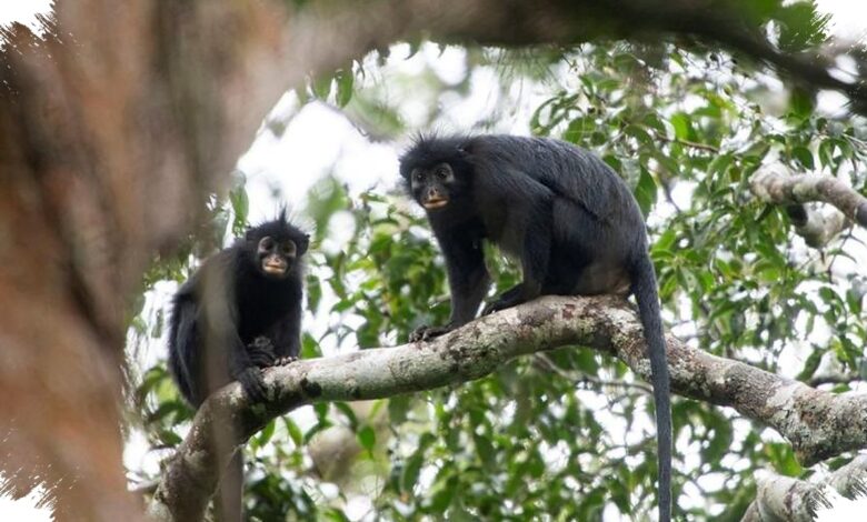 Monyet Likweli Hanya Menempati 1.700 Km², Suaranya Mirip Dengkur Babi