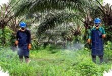 Sistem K3 Sawit Sudah Kuat, Disiplin Harian Pekerja Tetap Jadi Penentu
